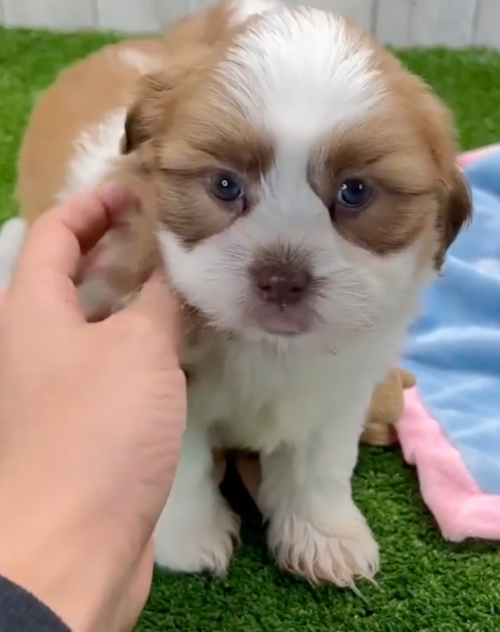 brown and white havashu puppy